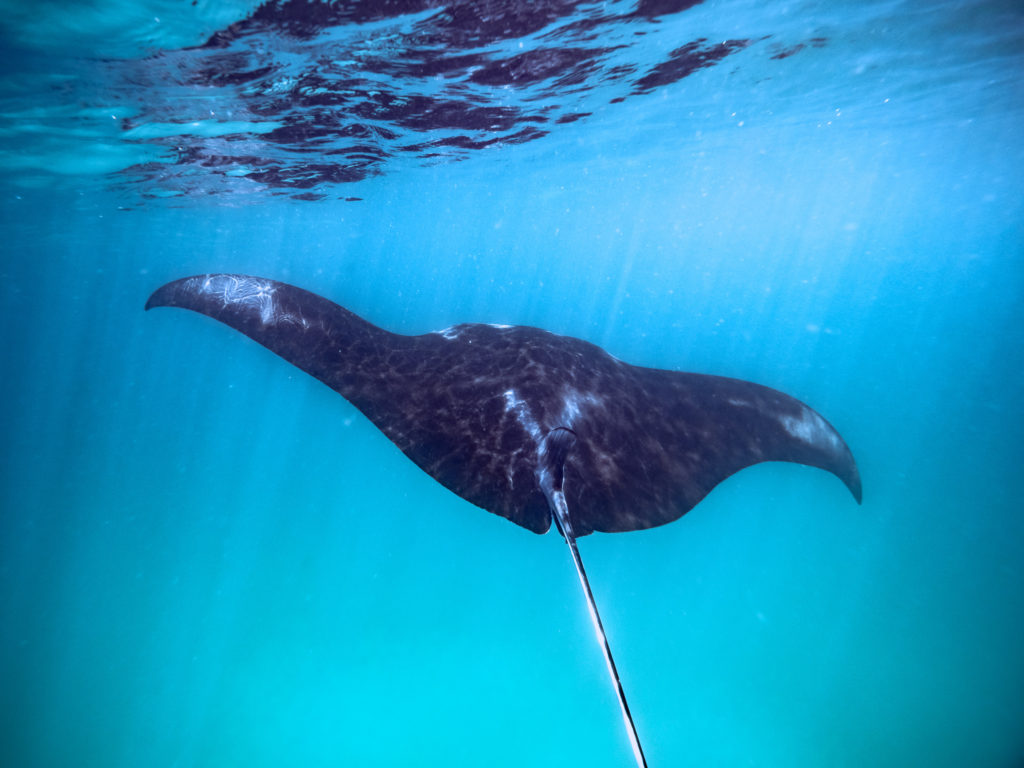 Manta Ray swimming near the surface in ocean